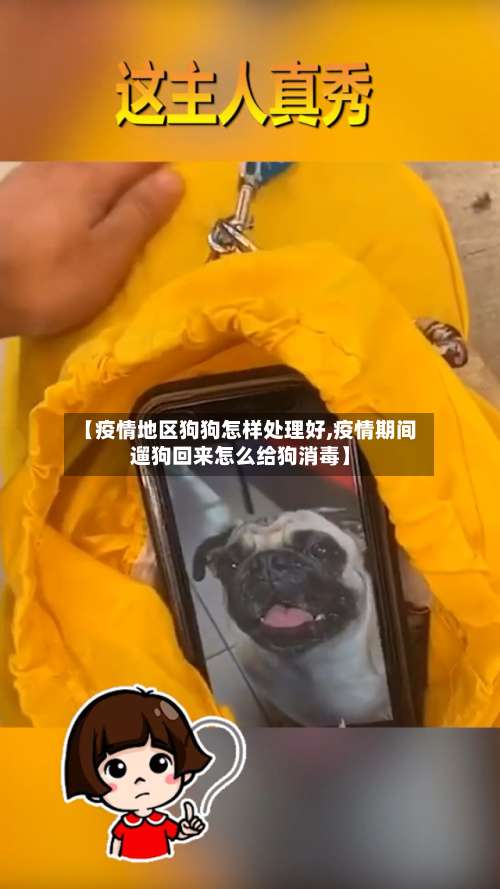 【疫情地区狗狗怎样处理好,疫情期间遛狗回来怎么给狗消毒】-第1张图片